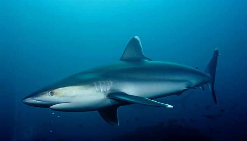 Gli squali, magnifici predatori dei mari Gli squali, magnifici predatori dei mari